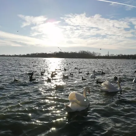 Prica Pod Kestenom Palić